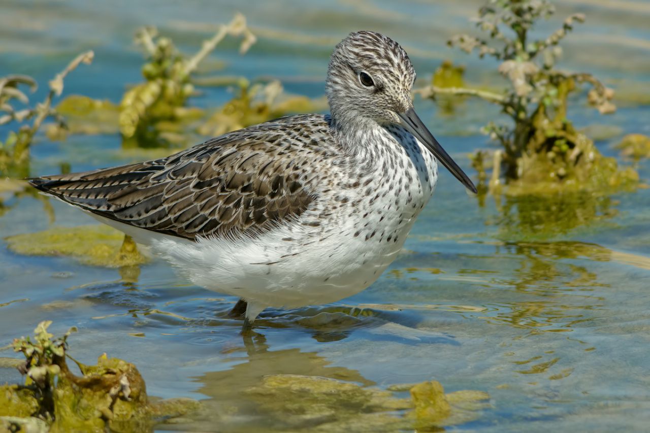 Pantana (Tringa nebularia)